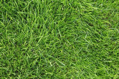 What to Expect During the Spell Grass Seed Germination Process